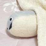 Profile picture of Selaphi